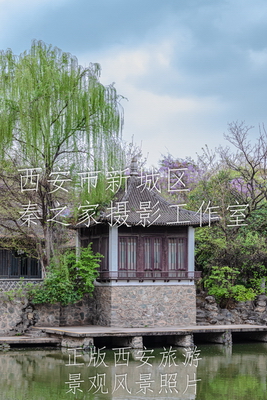 中国陕西西安兴庆宫公园春天的绿色景观