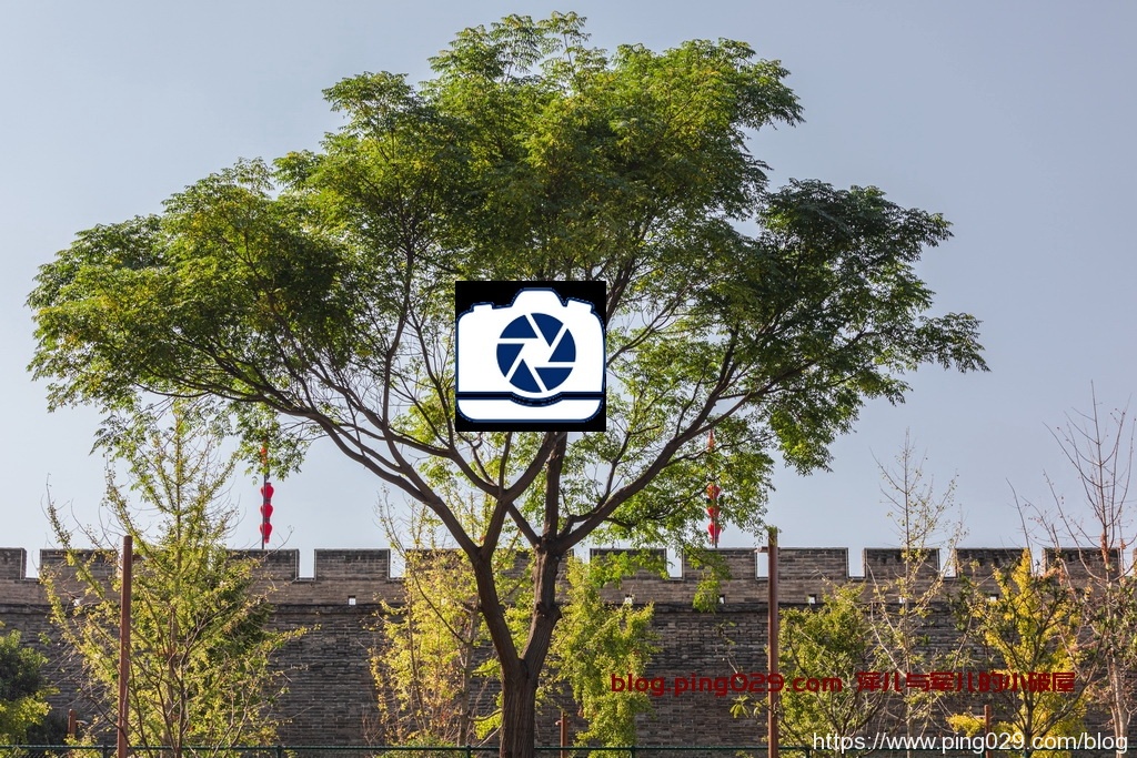 从四季变迁看绿树的树叶色彩变化