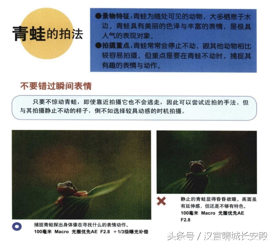 摄影书推荐:《自然风景摄影实例指南丛书-春夏美景》春夏经典景物的拍摄特点及技巧插图14 每天推荐一本摄影书:《自然风景摄影实例指南丛书-春夏美景》