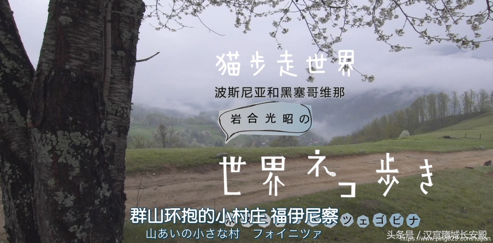 纪录片推荐:《岩合光昭的猫步走世界》铲屎官与猫咪间的故事插图 每天推荐一部纪录片:《岩合光昭的猫步走世界》拍摄世界各地猫咪