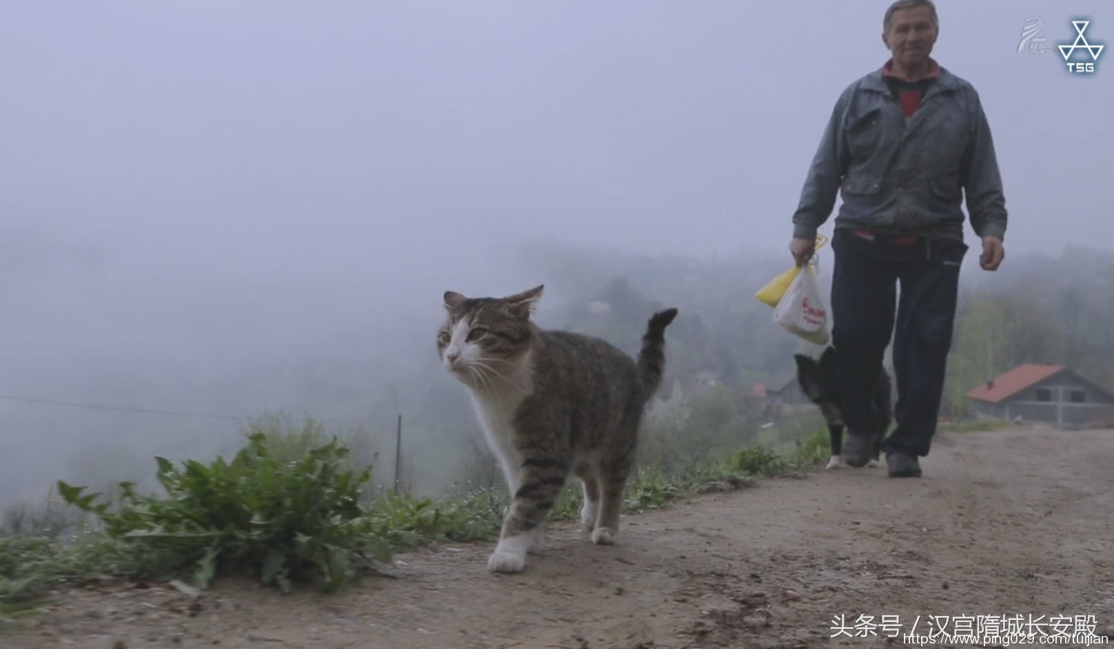 纪录片推荐:《岩合光昭的猫步走世界》铲屎官与猫咪间的故事插图1 每天推荐一部纪录片:《岩合光昭的猫步走世界》拍摄世界各地猫咪