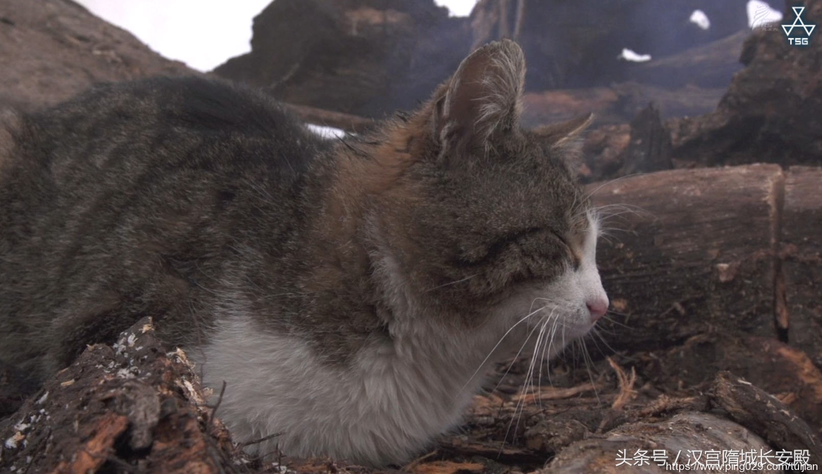 纪录片推荐:《岩合光昭的猫步走世界》铲屎官与猫咪间的故事插图2 每天推荐一部纪录片:《岩合光昭的猫步走世界》拍摄世界各地猫咪