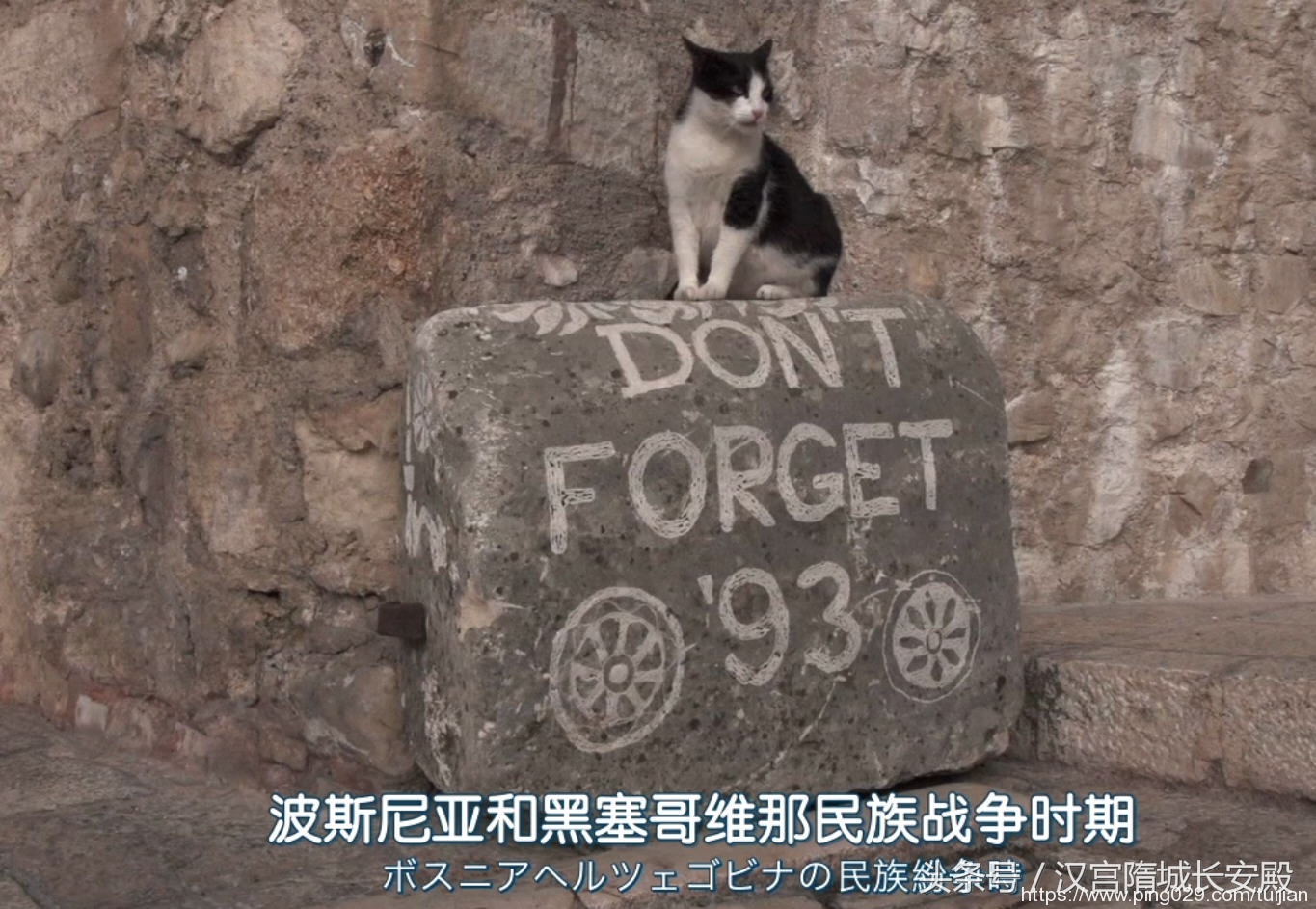 纪录片推荐:《岩合光昭的猫步走世界》铲屎官与猫咪间的故事插图3 每天推荐一部纪录片:《岩合光昭的猫步走世界》拍摄世界各地猫咪