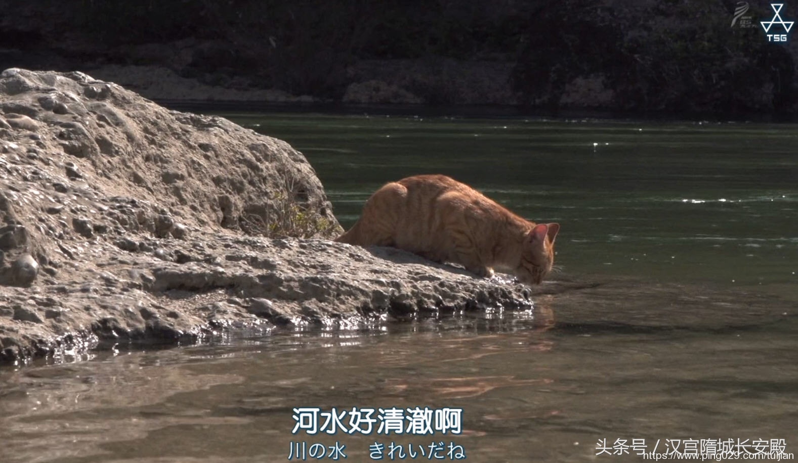 纪录片推荐:《岩合光昭的猫步走世界》铲屎官与猫咪间的故事插图5 每天推荐一部纪录片:《岩合光昭的猫步走世界》拍摄世界各地猫咪
