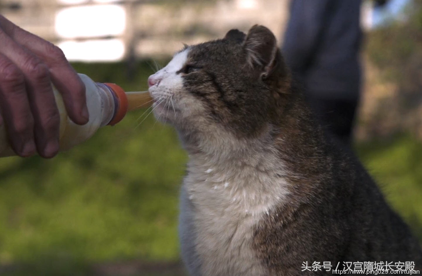 纪录片推荐:《岩合光昭的猫步走世界》铲屎官与猫咪间的故事插图6 每天推荐一部纪录片:《岩合光昭的猫步走世界》拍摄世界各地猫咪