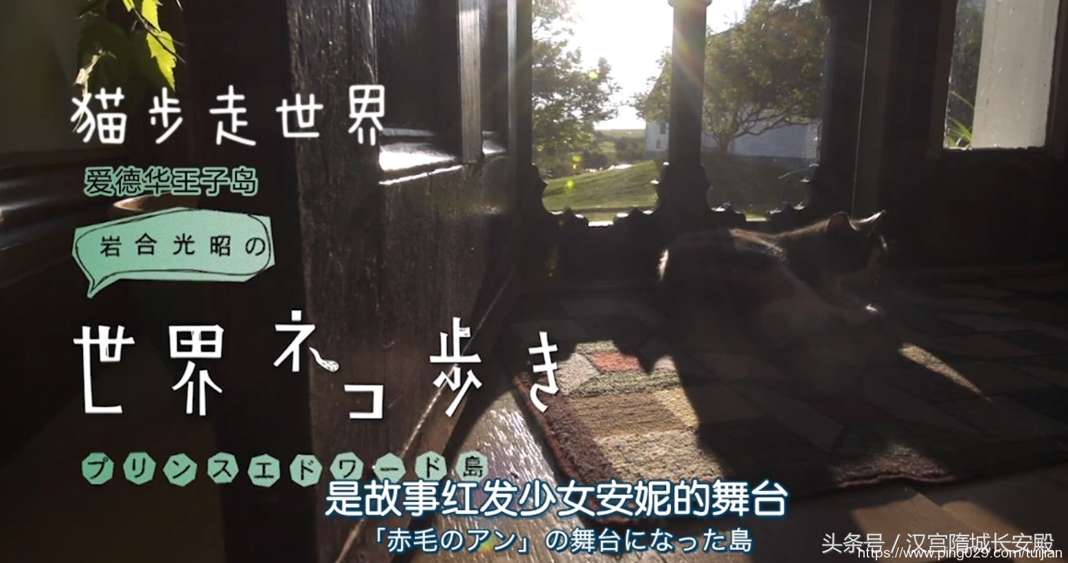 纪录片推荐:《岩合光昭的猫步走世界》铲屎官与猫咪间的故事插图7 每天推荐一部纪录片:《岩合光昭的猫步走世界》拍摄世界各地猫咪