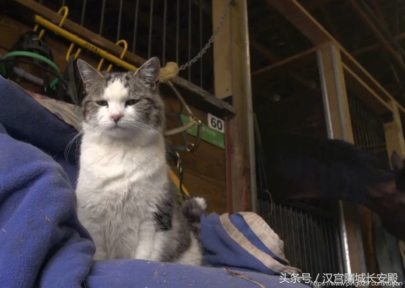 纪录片推荐:《岩合光昭的猫步走世界》铲屎官与猫咪间的故事插图8 每天推荐一部纪录片:《岩合光昭的猫步走世界》拍摄世界各地猫咪