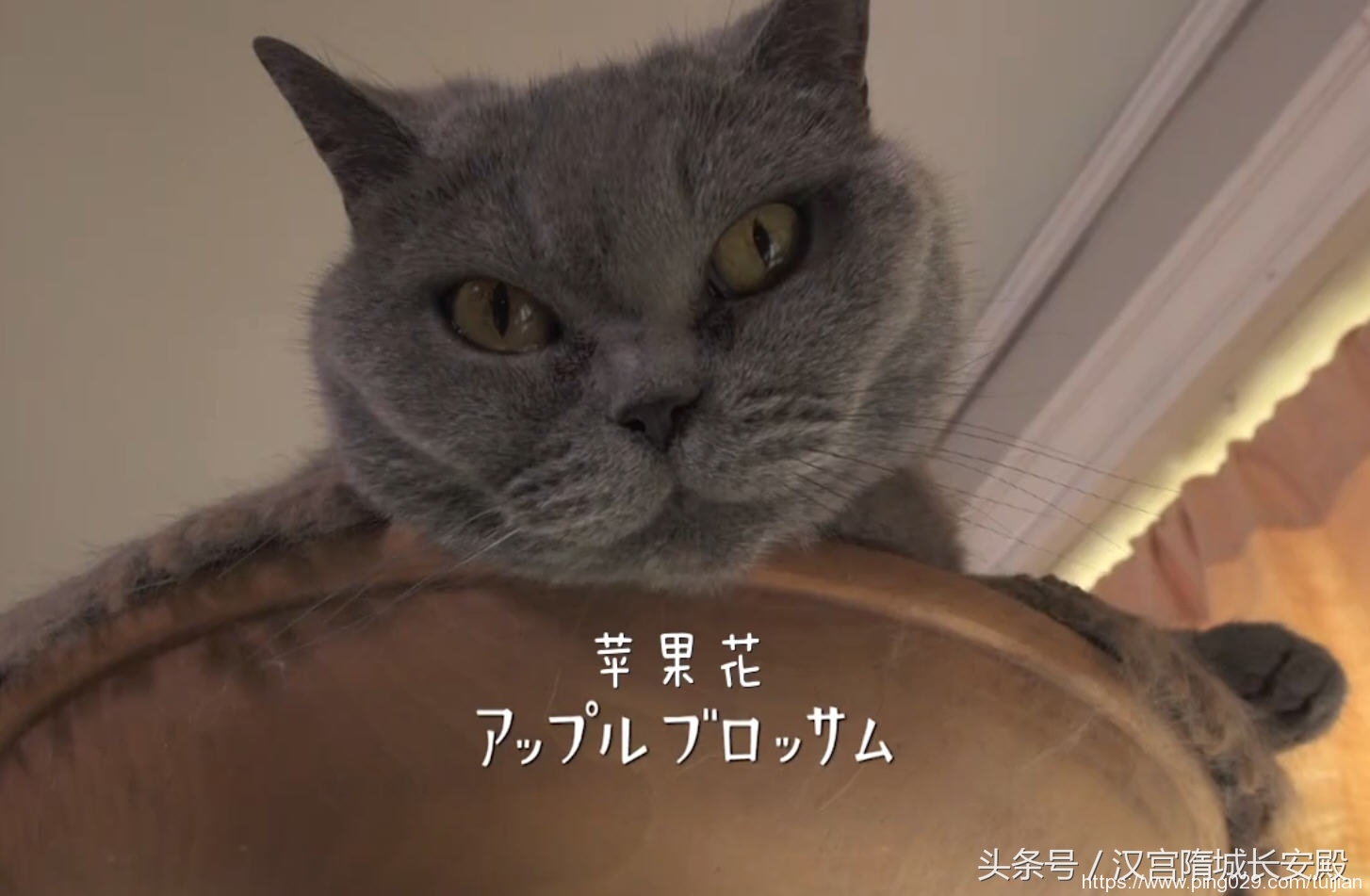 纪录片推荐:《岩合光昭的猫步走世界》铲屎官与猫咪间的故事插图9 每天推荐一部纪录片:《岩合光昭的猫步走世界》拍摄世界各地猫咪