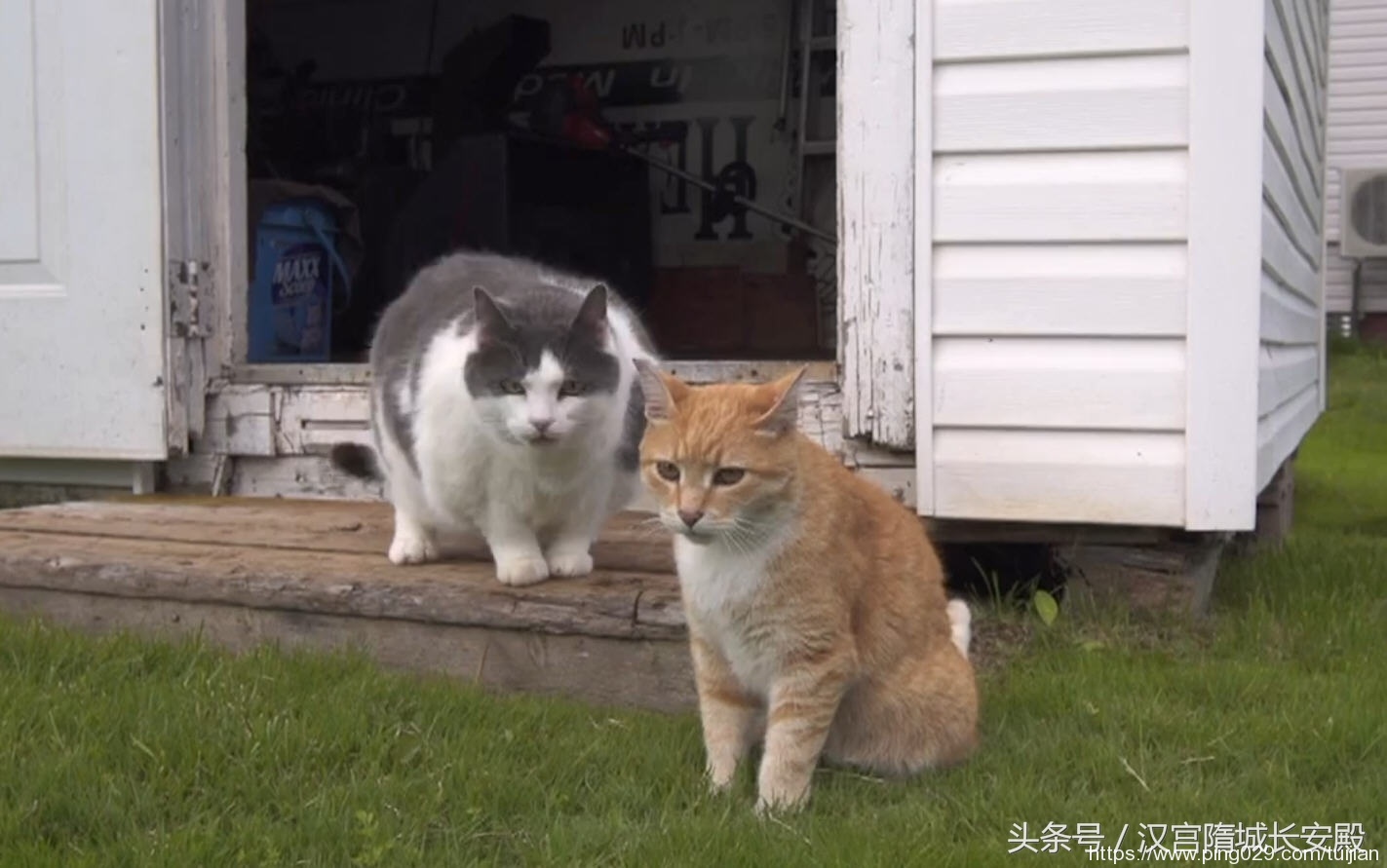 纪录片推荐:《岩合光昭的猫步走世界》铲屎官与猫咪间的故事插图10 每天推荐一部纪录片:《岩合光昭的猫步走世界》拍摄世界各地猫咪