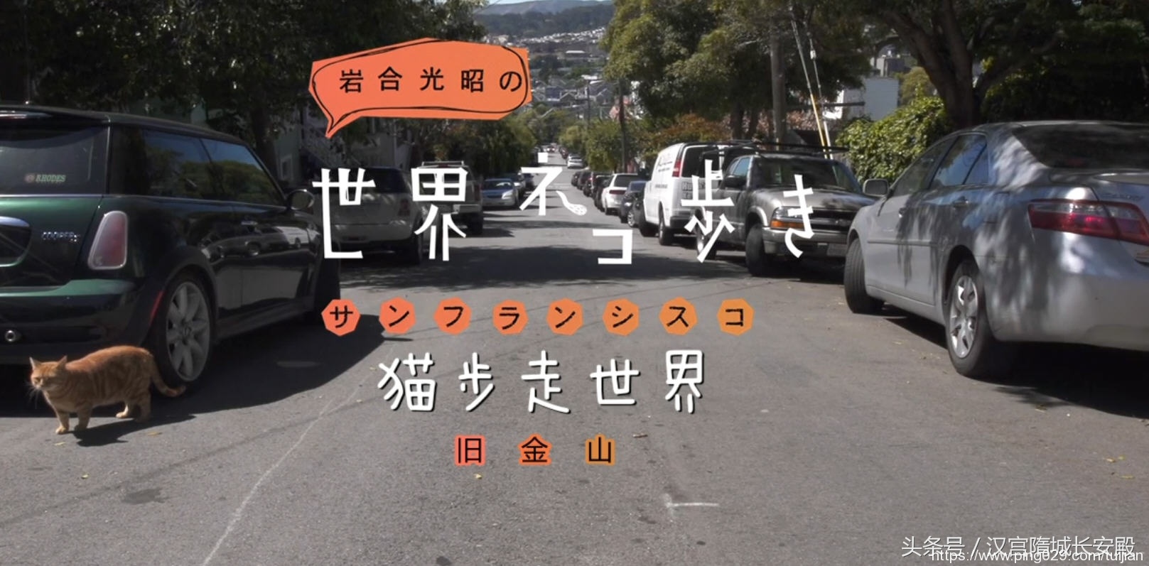 纪录片推荐:《岩合光昭的猫步走世界》铲屎官与猫咪间的故事插图12 每天推荐一部纪录片:《岩合光昭的猫步走世界》拍摄世界各地猫咪