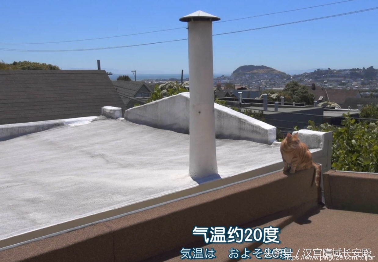 纪录片推荐:《岩合光昭的猫步走世界》铲屎官与猫咪间的故事插图13 每天推荐一部纪录片:《岩合光昭的猫步走世界》拍摄世界各地猫咪