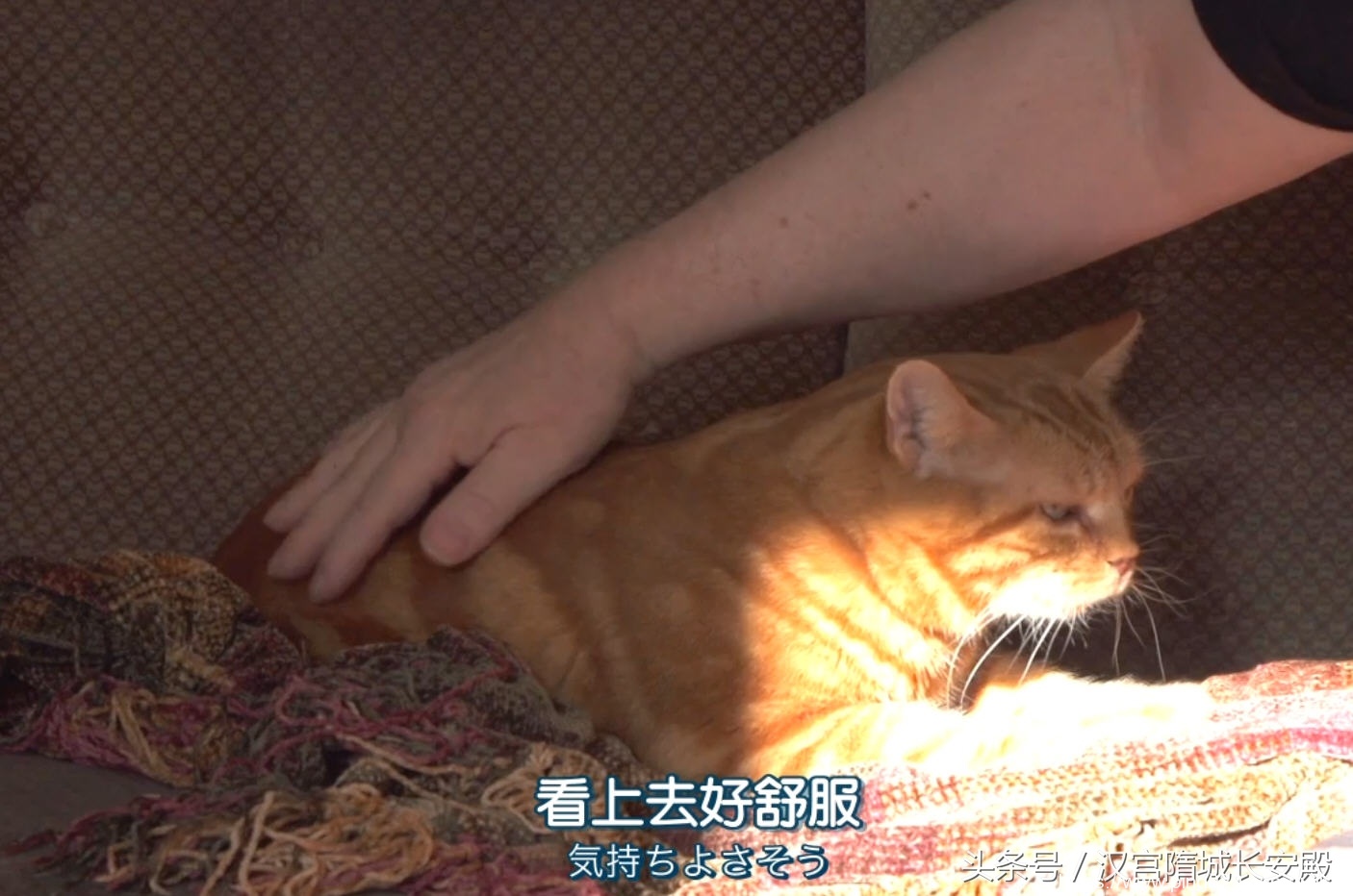 纪录片推荐:《岩合光昭的猫步走世界》铲屎官与猫咪间的故事插图14 每天推荐一部纪录片:《岩合光昭的猫步走世界》拍摄世界各地猫咪