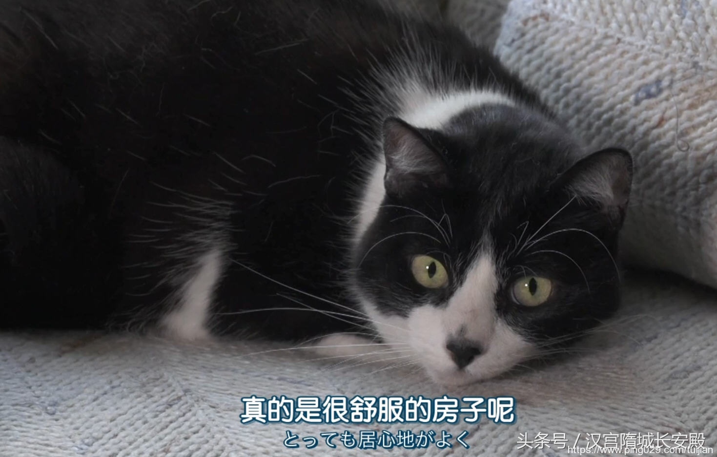 纪录片推荐:《岩合光昭的猫步走世界》铲屎官与猫咪间的故事插图15 每天推荐一部纪录片:《岩合光昭的猫步走世界》拍摄世界各地猫咪