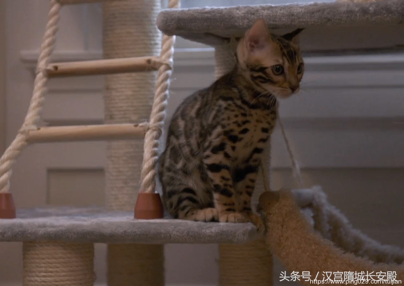 纪录片推荐:《岩合光昭的猫步走世界》铲屎官与猫咪间的故事插图19 每天推荐一部纪录片:《岩合光昭的猫步走世界》拍摄世界各地猫咪
