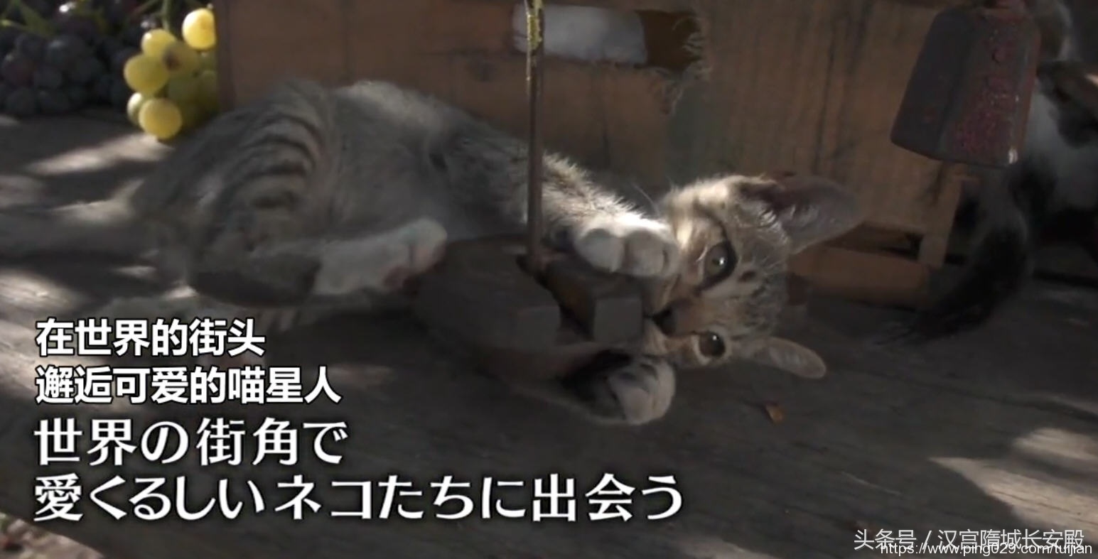 纪录片推荐:《岩合光昭的猫步走世界》铲屎官与猫咪间的故事插图20 每天推荐一部纪录片:《岩合光昭的猫步走世界》拍摄世界各地猫咪