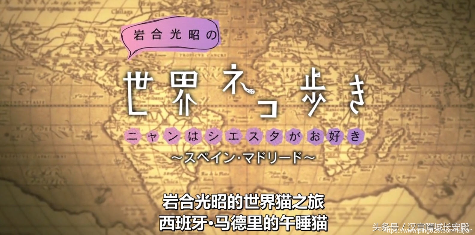 纪录片推荐:《岩合光昭的猫步走世界》铲屎官与猫咪间的故事插图24 每天推荐一部纪录片:《岩合光昭的猫步走世界》拍摄世界各地猫咪