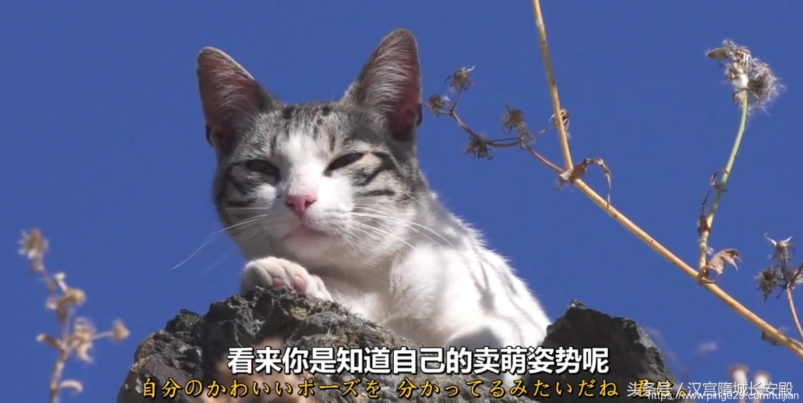 纪录片推荐:《岩合光昭的猫步走世界》铲屎官与猫咪间的故事插图25 每天推荐一部纪录片:《岩合光昭的猫步走世界》拍摄世界各地猫咪