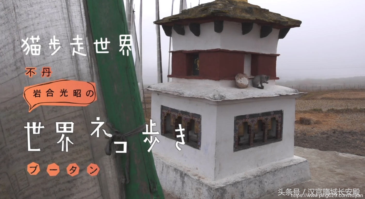 纪录片推荐:《岩合光昭的猫步走世界》铲屎官与猫咪间的故事插图26 每天推荐一部纪录片:《岩合光昭的猫步走世界》拍摄世界各地猫咪