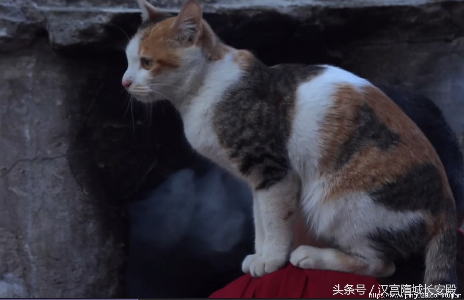 纪录片推荐:《岩合光昭的猫步走世界》铲屎官与猫咪间的故事插图27 每天推荐一部纪录片:《岩合光昭的猫步走世界》拍摄世界各地猫咪