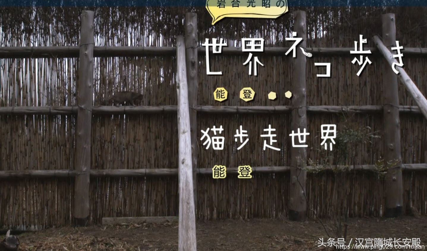 纪录片推荐:《岩合光昭的猫步走世界》铲屎官与猫咪间的故事插图29 每天推荐一部纪录片:《岩合光昭的猫步走世界》拍摄世界各地猫咪