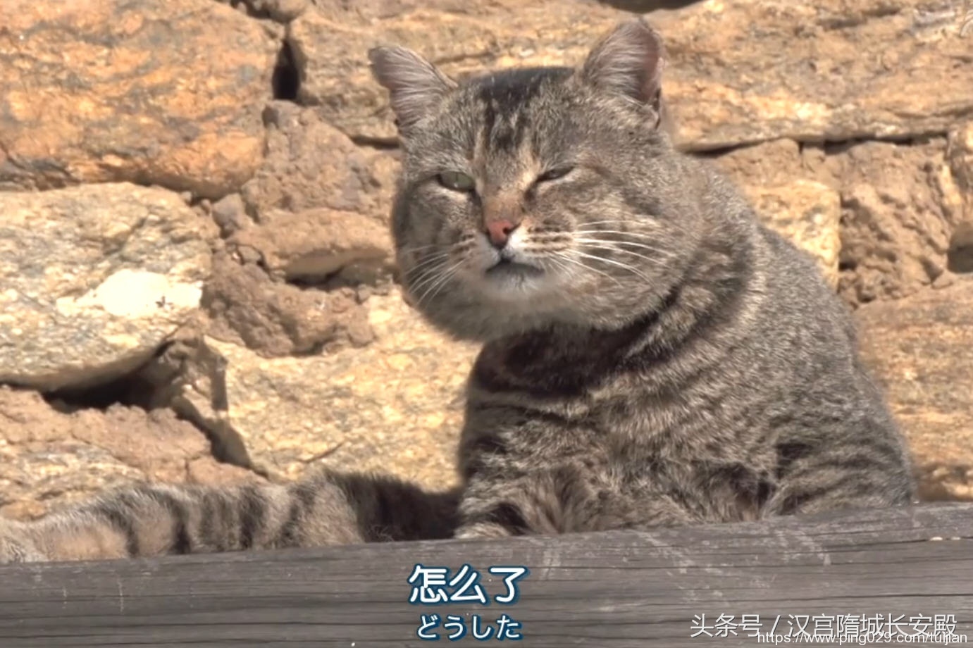 纪录片推荐:《岩合光昭的猫步走世界》铲屎官与猫咪间的故事插图28 每天推荐一部纪录片:《岩合光昭的猫步走世界》拍摄世界各地猫咪