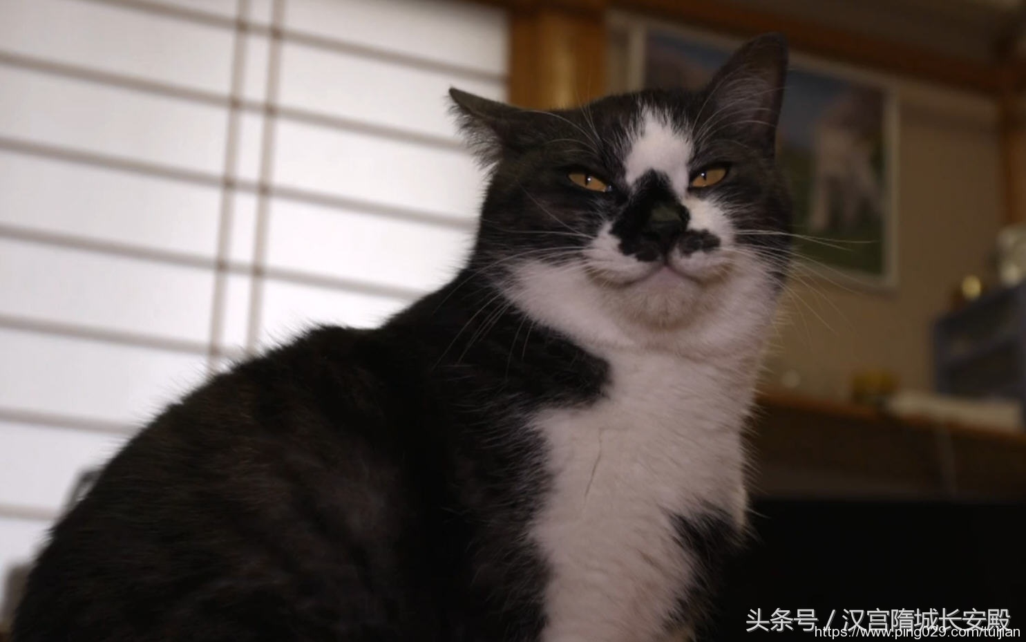 纪录片推荐:《岩合光昭的猫步走世界》铲屎官与猫咪间的故事插图30 每天推荐一部纪录片:《岩合光昭的猫步走世界》拍摄世界各地猫咪