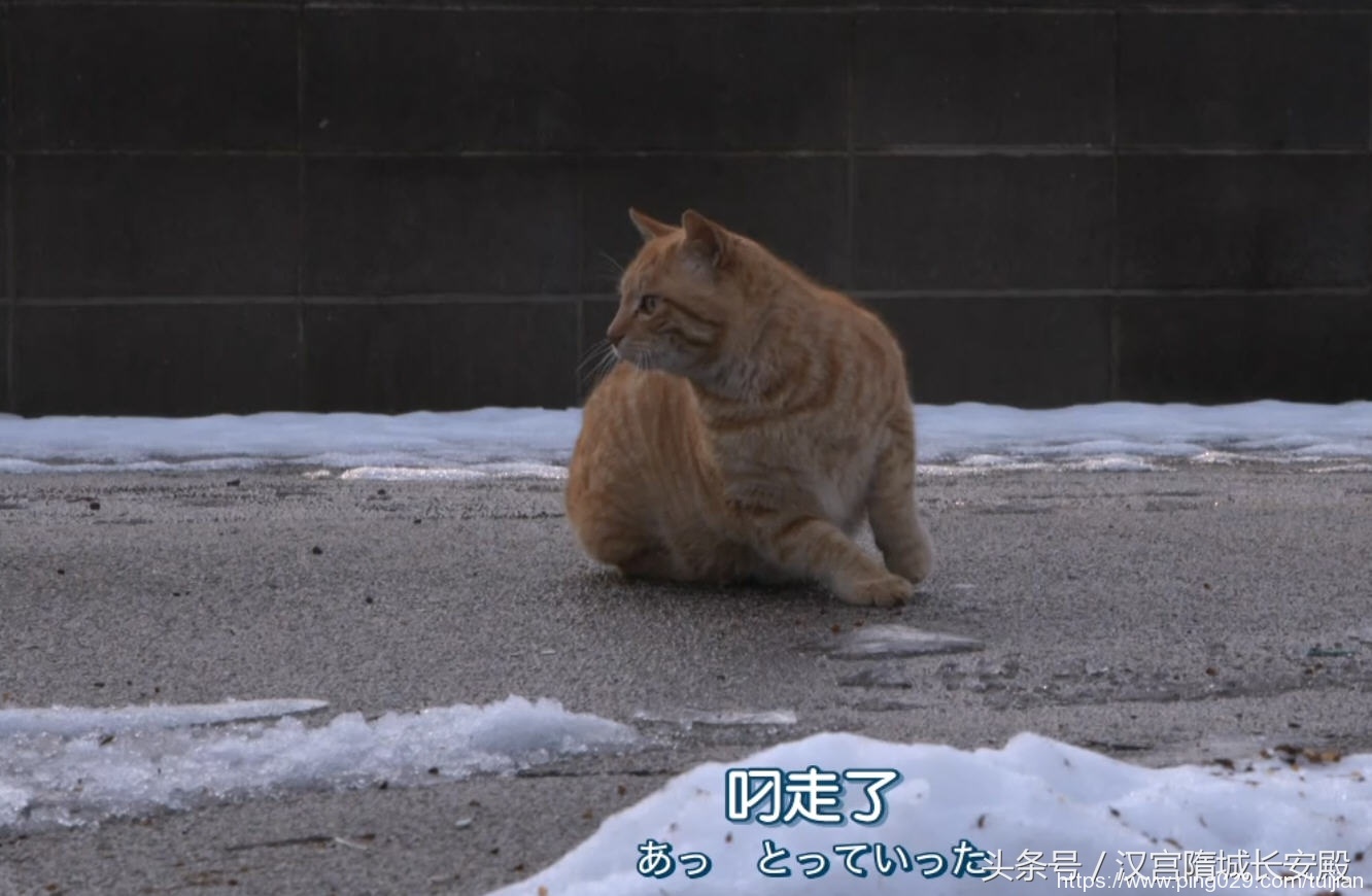 纪录片推荐:《岩合光昭的猫步走世界》铲屎官与猫咪间的故事插图31 每天推荐一部纪录片:《岩合光昭的猫步走世界》拍摄世界各地猫咪