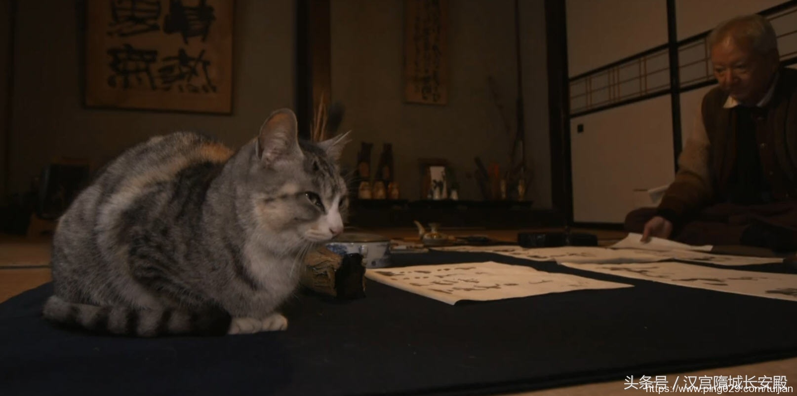 纪录片推荐:《岩合光昭的猫步走世界》铲屎官与猫咪间的故事插图32 每天推荐一部纪录片:《岩合光昭的猫步走世界》拍摄世界各地猫咪