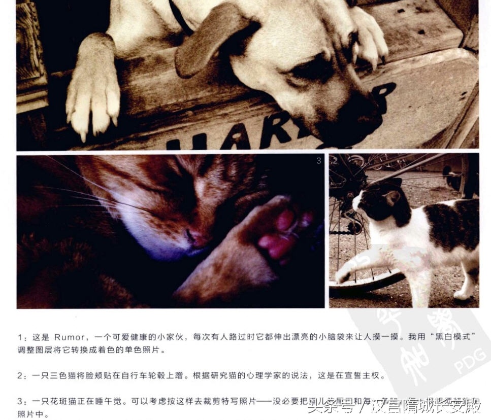 摄影书推荐:《写给大家看的摄影创意书-静物》摄影创意指南插图6 每天推荐一本摄影书:《写给大家看的摄影创意书-静物》
